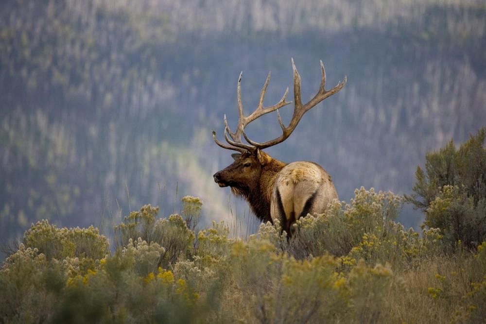 Oso Blanco Villa Ruidoso Luaran gambar